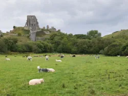 Click to view image Corfe Castle and Sheep