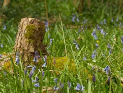 Click to view image Bluebells