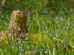 Bluebells - Ref: VS1687