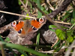 Click to view image Peacock butterfly