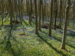 Click to view image Woodland Bluebells
