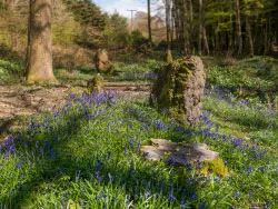 Click to view image Bluebells and Standing Stones