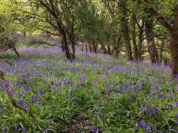 Click to view image Norden Woods Bluebells - 1698