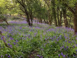 Norden Woods Bluebells - Ref: VS1698