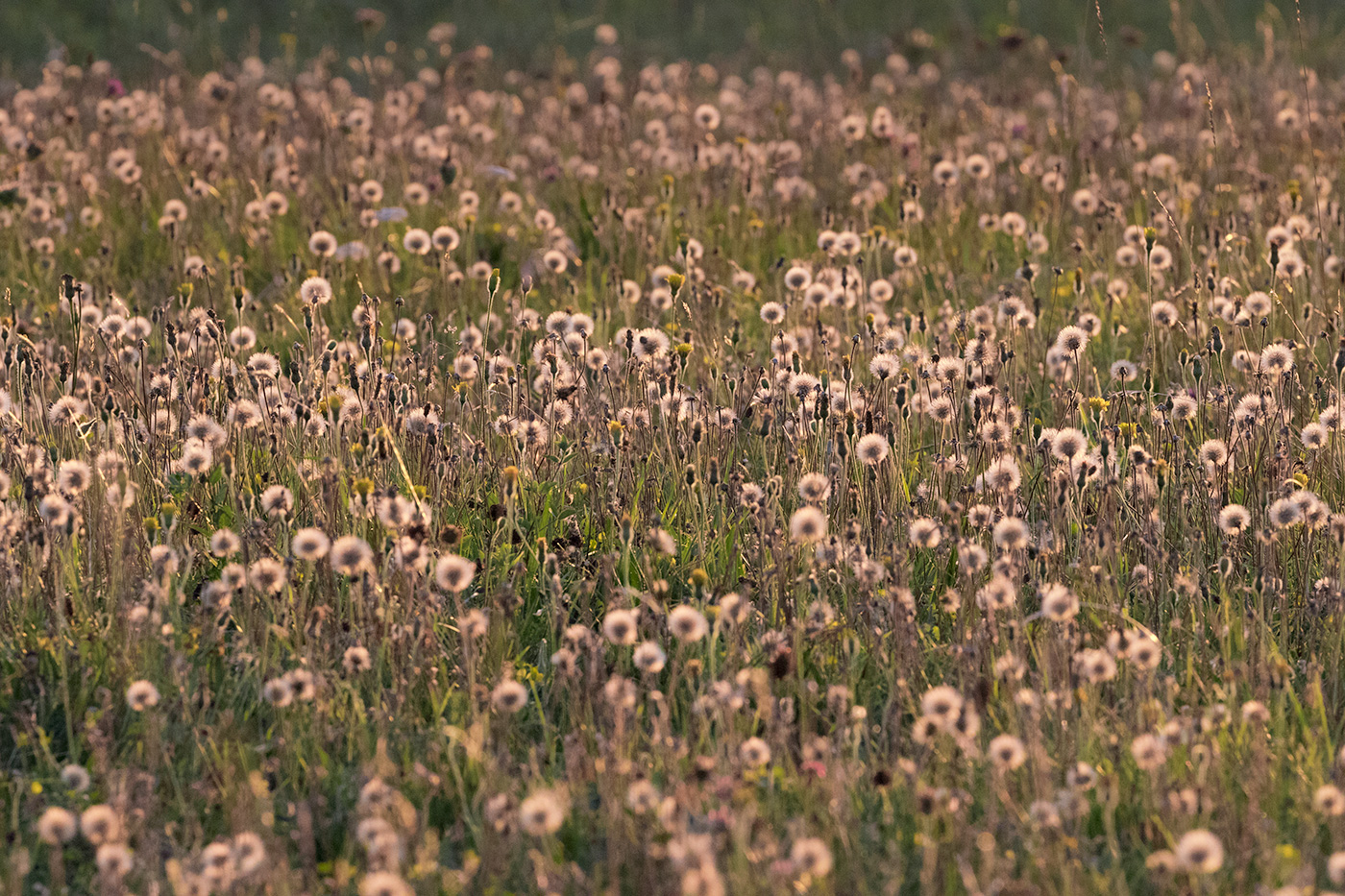 Wild Flower Meadow
