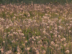 Wild Flower Meadow - Ref: VS1728