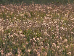Wild Flower Meadow - Ref: VS1728