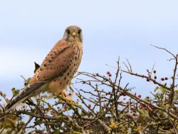 Click to view image Kestrel