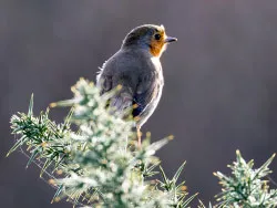 Click to view image Winter Robin