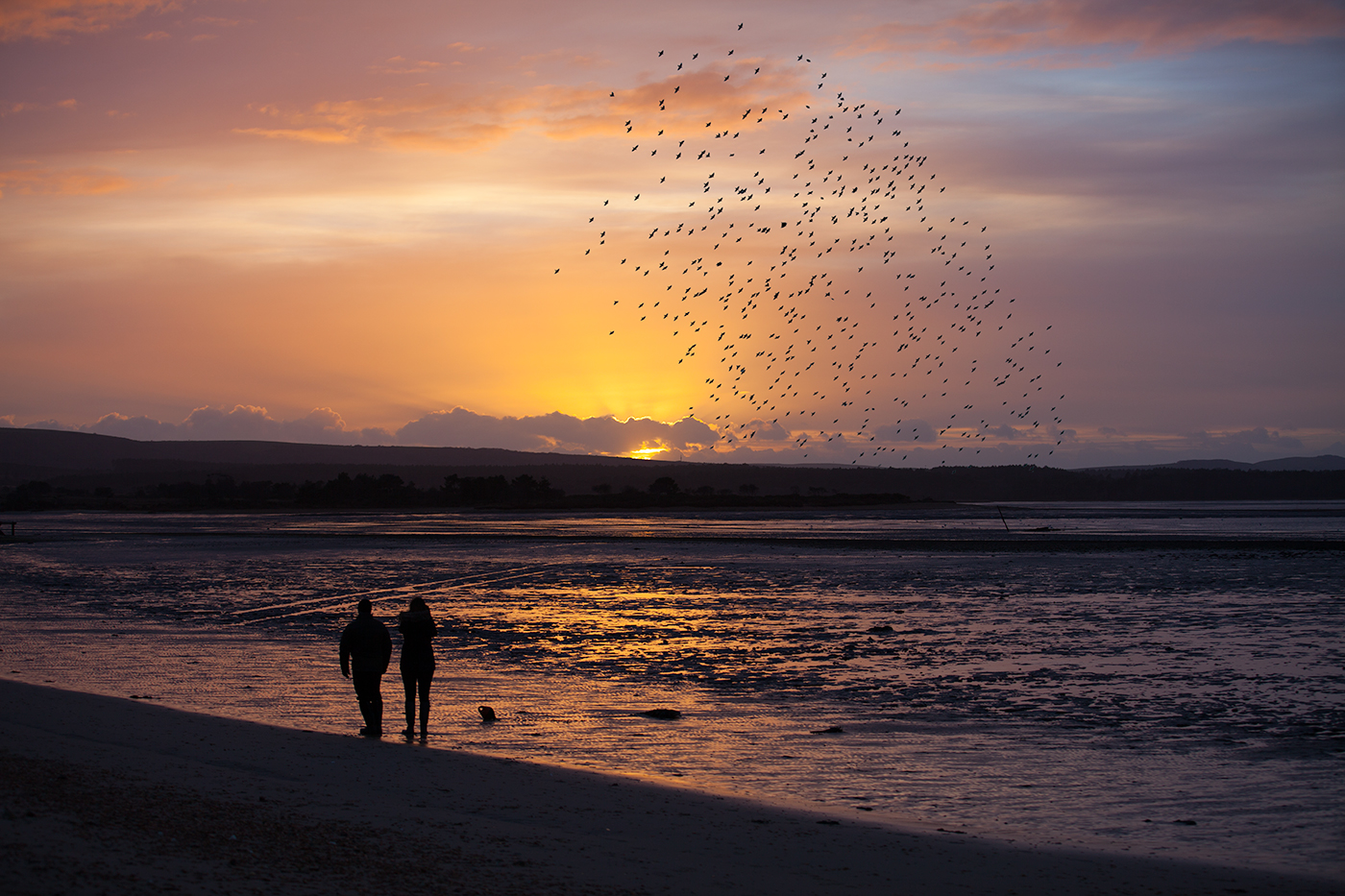 Murmurating starlings over Poole Harbour