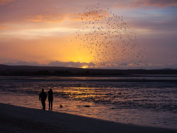 Click to view Murmurating starlings over Poole Harbour