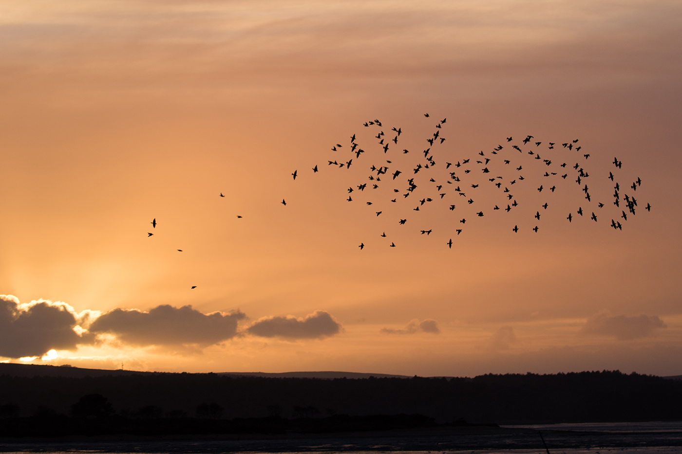 Murmurating starlings over Poole Harbour sunset