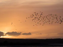 Click to view image Murmurating starlings over Poole Harbour sunset