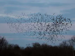 Murmurating starlings - Ref: VS1756