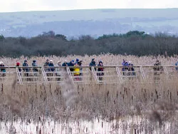 Click to view image Birdwatchers in a row