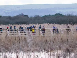 Birdwatchers in a row - Ref: VS1753