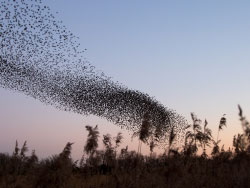 Click to view Murmurating starlings