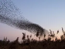 Click to view image Murmurating starlings