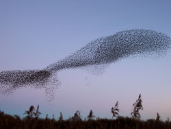 Click to view image Murmurating starlings - 1757