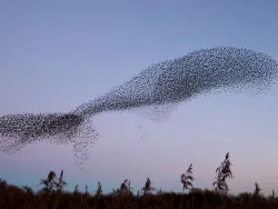 Click to view image Murmurating starlings