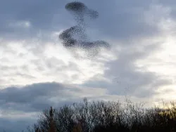 Click to view image Murmurating starlings