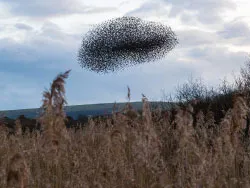 Murmurating starlings at Studland - Ref: VS1759