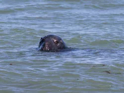 Click to view image Common Seal