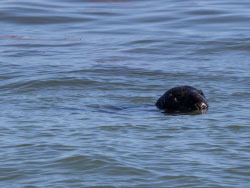 Common Seal - Ref: VS1771