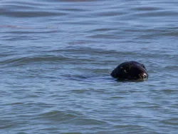 Click to view image Common Seal