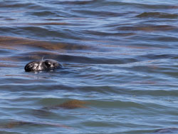 Click to view image Common Seal - 1772