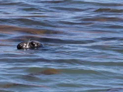 Click to view image Common Seal