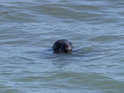 Click to view image Common Seal