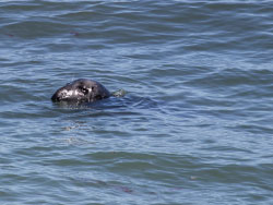 Common Seal - Ref: VS1774