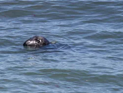 Click to view image Common Seal