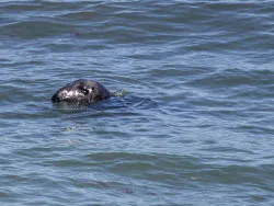 Common Seal - Ref: VS1774