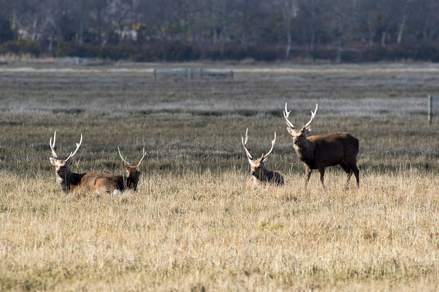 Deer on the edge of Poole Harbour