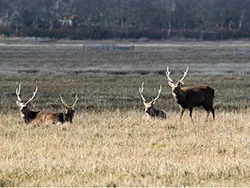 Click to view image Deer on the edge of Poole Harbour