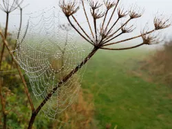Click to view image Fog in the web