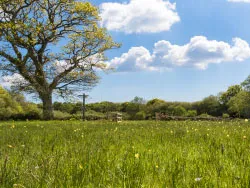 Click to view image Spring Meadow