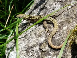 Click to view image Common Lizard