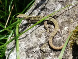 Common Lizard - Ref: VS1947