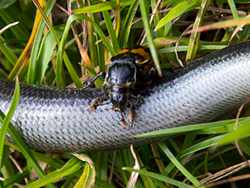 Common Sexton Beetle and Slow Worm - Ref: VS1957
