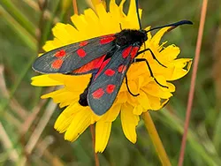 Click to view image Six-spot Burnet Moth