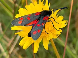 Six-spot Burnet Moth - Ref: VS1965