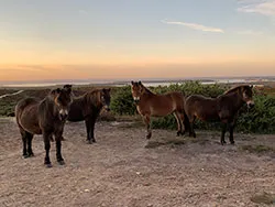 Horses and Heathland - Ref: VS1993