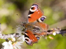 Peacock Butterfly at Durlston - Ref: VS2093