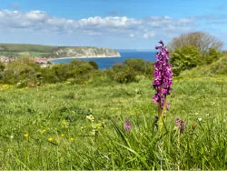 Click to view image Orchids in Swanage