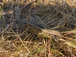 A common lizard basking in the sun - Ref: VS2111