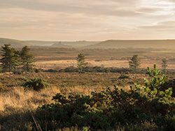 Click to view image To Corfe from Slepe Heath - 2151