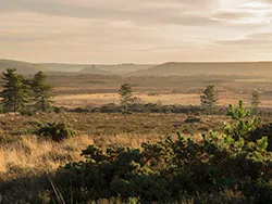 Click to view image To Corfe from Slepe Heath